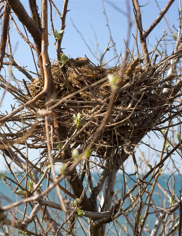 Birds Nest on Stock Bild Von  Bird Nest Auf Baum Vor Dem Meer