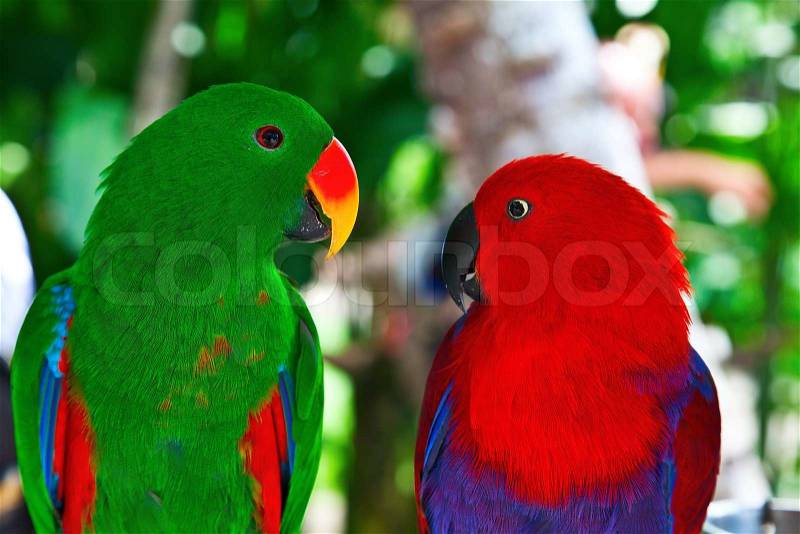 Love Bird on Stock Bild Von  Birds In Love  Pair Of Lori Papageien Auf Dem Baum